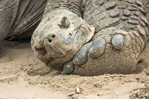 Images Dated 2nd June 2020: Alcedo giant tortoise (Chelonoidis vandenburghi), Alcedo Volcano, Isabela Island