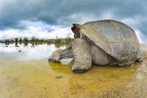 Testudinidae Prints: Alcedo giant tortoise (Chelonoidis vandenburghi) drinking, Alcedo Volcano, Isabela Island
