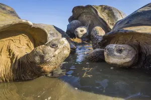 Cooling Down Prints: Alcedo giant tortoise (Chelonoidis vandenburghi) group resting in pool, Alcedo Volcano