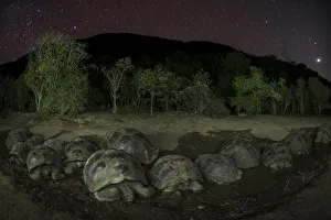 2019 March Highlights Prints: Alcedo giant tortoise (Chelonoidis vandenburghi) group resting in water at night