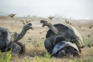 Testudinidae Prints: Alcedo giant tortoise (Chelonoidis vandenburghi) male mating with female while squabbling