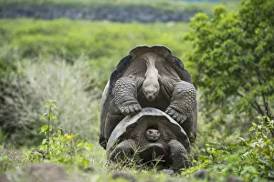 Testudinidae Prints: Alcedo giant tortoise (Chelonoidis vandenburghi) pair mating, Alcedo Volcano
