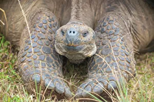 Legs Prints: Alcedo giant tortoise (Chelonoidis vandenburghi) resting during dry season