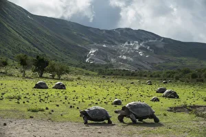 Testudinidae Prints: Alcedo giant tortoise (Chelonoidis vandenburghi) and volcanic habitat with fumeroles