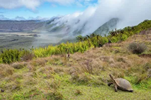 Testudinidae Prints: Alcedo giant tortoise (Chelonoidis vandenburghi) walking around caldera rim with fog rolling in during dry season
