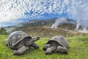 Images Dated 12th June 2020: Alcedo giant tortoises (Chelonoidis vandenburghi) and volcanic landscape with fumeroles