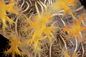 Fiji Prints: Alcyonarian soft coral (Dendroephthya sp.) polyps feeding, Fiji, Pacific Ocean