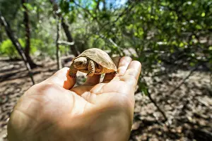 Reptile Prints: Aldabra giant tortoise (Aldabrachelys gigantea) hatchling in the palm of a hand