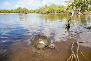 Reptile Prints: Aldabra giant tortoise (Aldabrachelys gigantea) swimming in a mangrove swamp