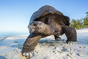 Reptile Prints: Aldabra giant tortoise (Aldabrachelys gigantea) walking on sandy beach