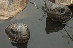 Testudo Gigantea Prints: Aldabra Giant Tortoises (Aldabrachelys gigantea) resting in a pool to keep cool