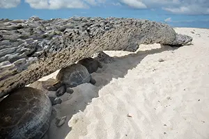 Reptile Prints: Aldabra giant tortoises (Aldabrachelys gigantea) sheltering from the sun under a washed up tree trunk