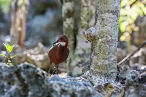 Endemic Prints: Aldabra rail (Dryolimnas cuvieri aldabranus) portrait, Aldabra Atoll, Seychelles