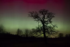 Alder (Alnus glutinosa) tree silhouetted by a display of Aurora borealis in the night sky, Cairngorms National Park