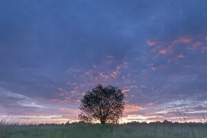Alder buckthorn (Frangula alnus) in grassland at sunrise