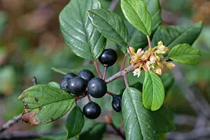 Heathland Prints: Alder buckthorn (Frangula alnus) flowers and ripe berry cluster on a small tree on damp heathland