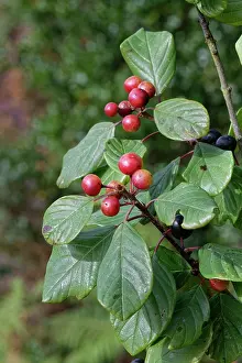 Heathland Prints: Alder buckthorn (Frangula alnus) ripening berry cluster on a small tree on damp heathland