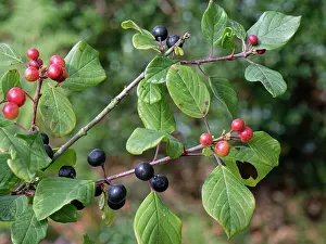 Heathland Prints: Alder buckthorn (Frangula alnus) ripening and ripe berry clusters on a small tree on damp heathland