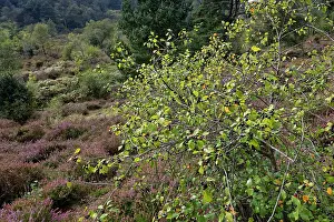 Heathland Prints: Alder buckthorn (Frangula alnus) small tree with ripening and ripe berry clusters on damp heathland
