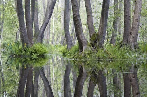 Alder trees (Alnus sp) reflected in standing water in nature reserve, Berlin, Germany