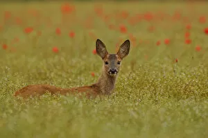 Cervids Collection: Alert young male Roe fawn {Capreolus capreolus} amongst poppies, England, UK, Europe