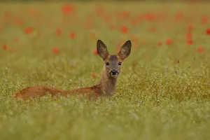 Alert young male Roe fawn {Capreolus capreolus} amongst poppies, England, UK, Europe