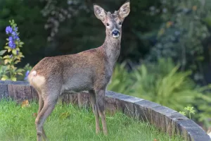 Alert young Roe deer (Capreolus capreolus) buck with developing horns standing on a
