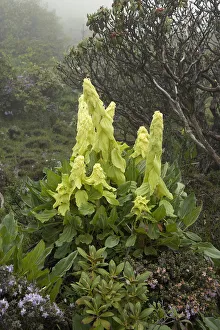 Rhododendron Prints: Alexanders rhubarb (Rheum alexandrae) and Dwarf purple rhododendron (Rhododendron