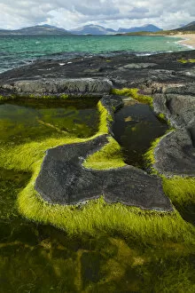 Algae Gallery: Algae growing in a pool on a rock, Scarista Beach, Sound of Taransay, South Harris