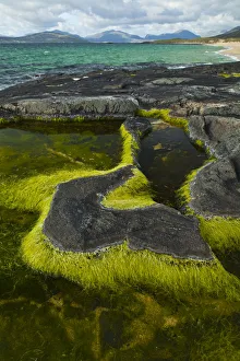 Images Dated 4th June 2009: Algae growing in a pool on a rock, Scarista Beach, Sound of Taransay, South Harris