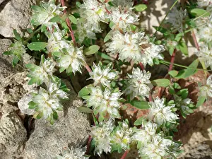Almeria Prints: Algerian tea (Paronychia argentea) flowering on arid stony ground