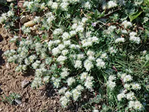 Almeria Prints: Algerian tea (Paronychia argentea) flowering in a low growing mat in dry stream bed