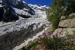 Tom Schandy Prints: Alibek glacier in Alibek vally with Purple trefoil (Trifolium) growing in the foreground