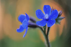 Alkanet flowers (Anchusa azurea) Prado del Rey, Cadiz, Spain, April Alkanet flowers (Anchusa azurea) Prado del Rey, Cadiz, Spain, April