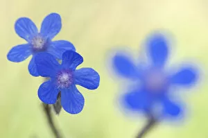 Images Dated 8th May 2009: Alkanet flowers (Anchusa sp) Menorca, Balearic Islands, Spain, Europe