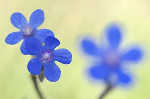 Images Dated 8th May 2009: Alkanet flowers (Anchusa sp) Menorca, Balearic Islands, Spain, Europe