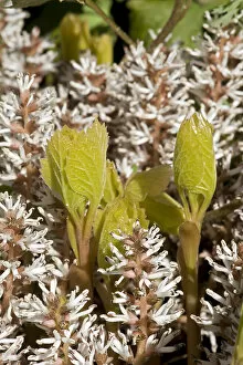 Allegheny spurge (Pachysandra procumbens) leaves emerging amongst flowers in garden