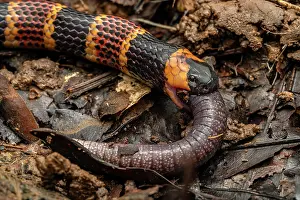 Squamata Prints: Allen's coralsnake (Micrurus alleni) feeding on an endemic species of Caecilian (Oscaecilia osae)