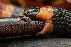 Squamata Prints: Allen's coralsnake (Micrurus alleni) feeding on an endemic species of Caecilian (Oscaecilia osae)