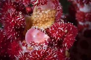 Caenogastropoda Prints: Allied cowrie (Diminovula punctata) on a soft coral (Dendronepthya sp ) with its egg mass close by