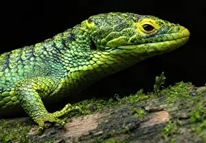 Guatemala Prints: Alligator lizard (Abronia meledona) portrait, Guatemala. Endangered