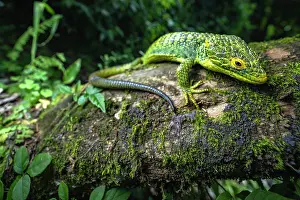Guatemala Prints: Alligator lizard (Abronia meledona) resting on moss covered log in rainforest