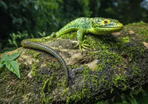 Guatemala Prints: Alligator lizard (Abronia meledona) resting on moss covered log in rainforest
