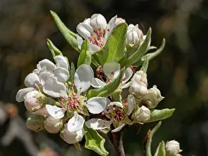 Gargano Prints: Almond-leaved pear (Pyrus spinosa) blossom, Monte St Angelo, Gargano, Puglia, Italy. April