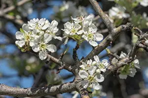 Gargano Prints: Almond-leaved pear (Pyrus spinosa) blossom, Monte St Angelo, Gargano, Puglia, Italy. April