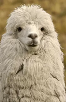 Alpaca Gallery: Alpaca head portrait {Lama pacos} Andes, Ecuador