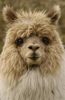 Alpaca head portrait{Lama pacos} Andes, Ecuador