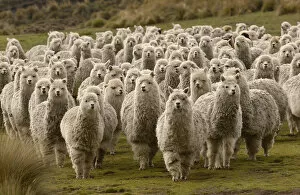 Livestock Collection: Alpaca herd {Lama pacos} base of Cotopaxi, Andes, Ecuador