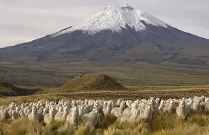 Alpaca herd {Lama pacos} at base of Cotopaxi Volcano, Andes, Ecuador. Paramo habitat