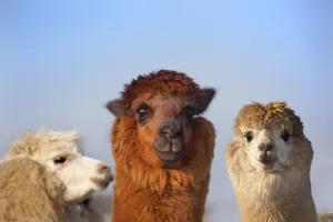 Friendship Collection: Alpaca Herd on Norfolk Farm, winter